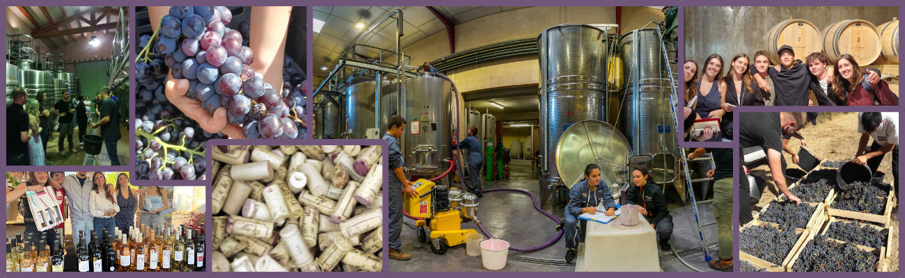 Formations viticoles par apprentissage