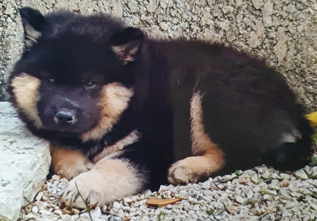 Floki bébé